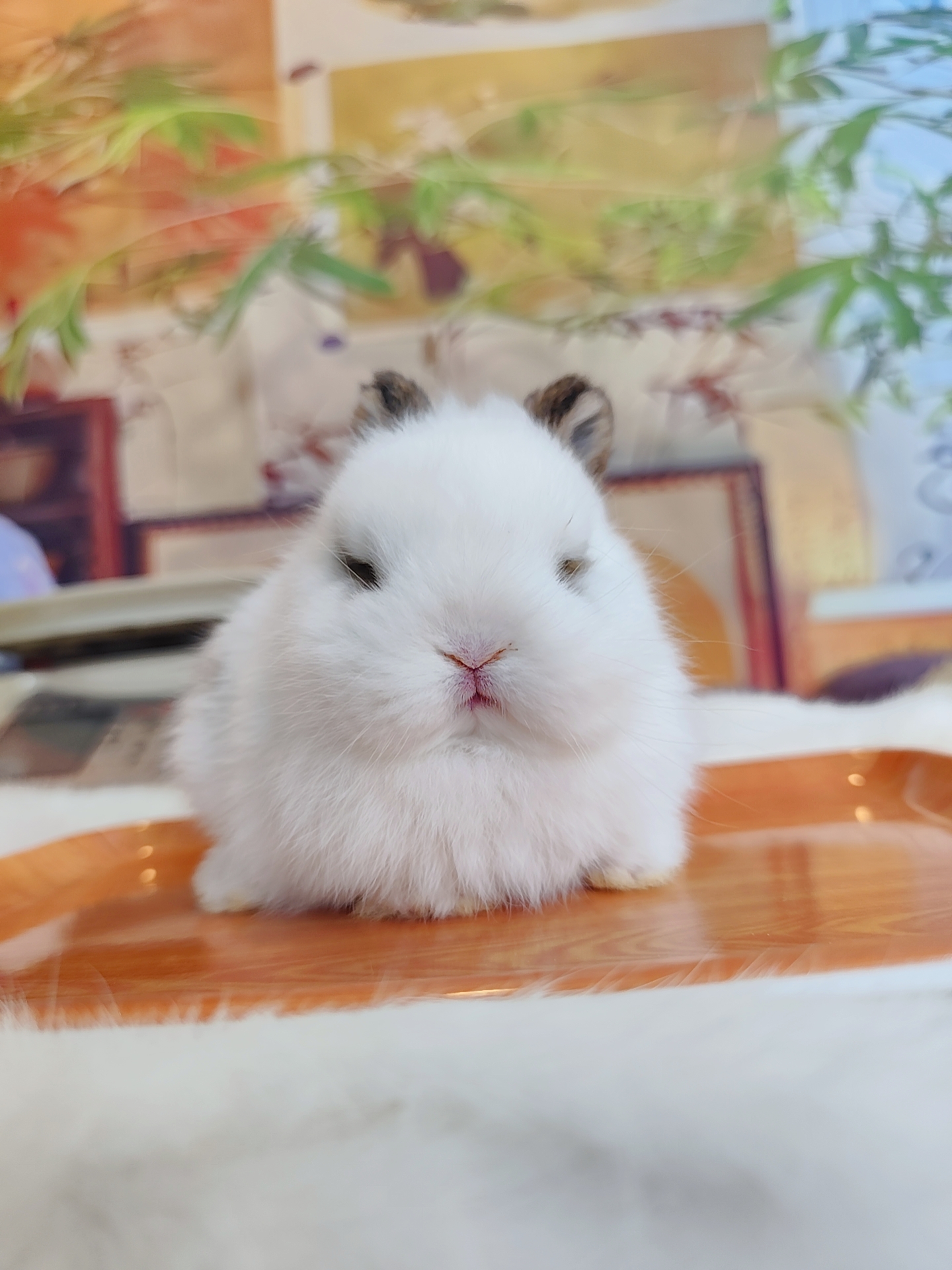 侏儒兔